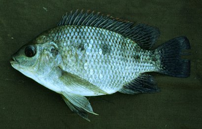Oreochromis Malagarasi