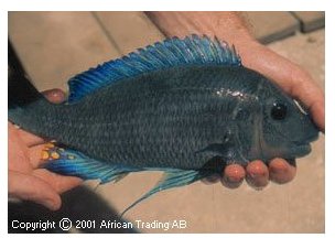 Petrochromis Blue Giant