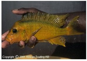 Petrochromis Ephippium Golden Moshi