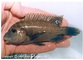 Petrochromis Famula Cape Mpimbwe