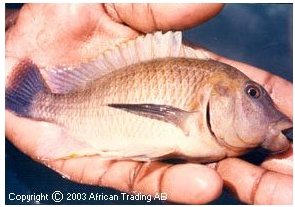 Petrochromis Famula Kipili