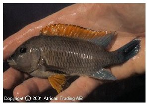Petrochromis Famula Red Fin