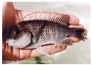 Petrochromis Famula Silver