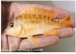 Petrochromis Gold
