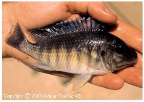 Petrochromis Ikola Cape Mpimbwe