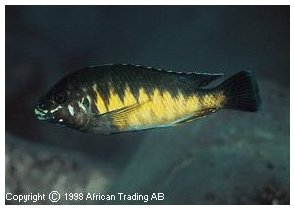 Petrochromis Ikola