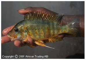 Petrochromis Kasumbe Orange Kabogo