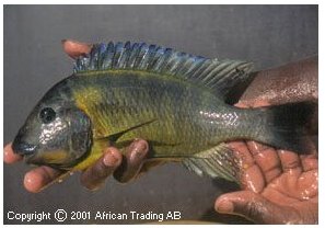 Petrochromis Polyodon Zongwe