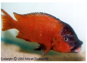 Petrochromis Red Bulupoint