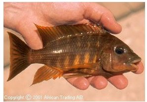 Petrochromis Red Mpimbwe