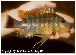 Petrochromis Species Kasumbe Rainbow