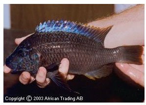 Petrochromis Texas Blue