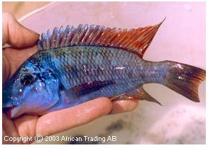 Petrochromis Texas Red Fin