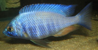 Placidochromis Electra Blue Hongi