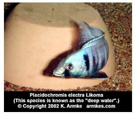 Placidochromis Electra Likoma