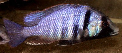 Placidochromis Electra Londo