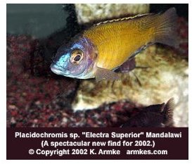Placidochromis Electra Superior
