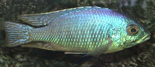Placidochromis Jalo