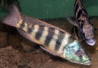 Placidochromis Johnstoni Solo
