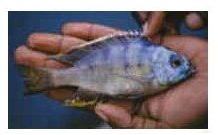 Placidochromis Longimanus Mumbo