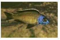 Placidochromis Mbamba