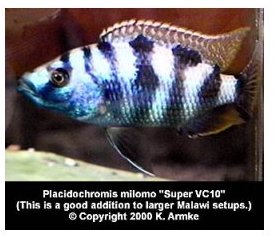Placidochromis Milomo