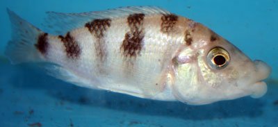 Placidochromis Milomo