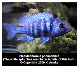 Placidochromis Phenochilus