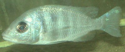 Placidochromis Phenochilus