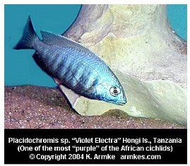 Placidochromis Species Violet Electra
