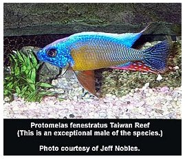 Protomelas Fenestratus Taiwan Reef