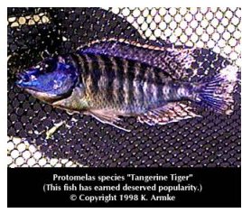 Protomelas Species Tangerine Tiger