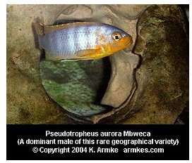 Pseudotropheus Aurora Mbweca