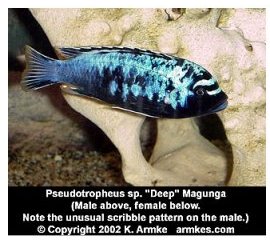 Pseudotropheus Species Deep Magunga