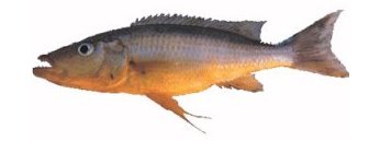 Rhamphochromis Longfin