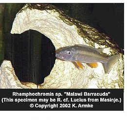 Rhamphochromis Malawi Barracuda
