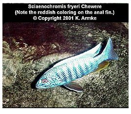 Sciaenochromis Fryeri Chewere