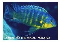Pseudotropheus Tropheops Blue and Yellow