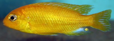 Pseudotropheus Tropheops Chitande Yellow