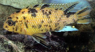Pseudotropheus Tropheops Makokola Reef