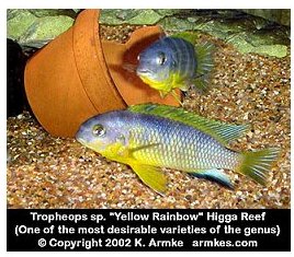Pseudotropheus Tropheops Yellow Rainbow