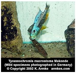 Tyrannochromis Macrostoma