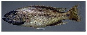 Tyrannochromis Maculiceps