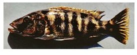 Tyrannochromis Nigriventer