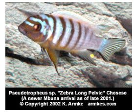 Pseudotropheus Zebra Long Pelvic